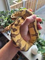 1.0 super pastel enchi disco het pied
50% het rainbow 764gr., Slang, Tam, 0 tot 2 jaar