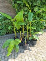 Bananen planten va 10 euro, Tuin en Terras, Planten | Tuinplanten, Ophalen of Verzenden, Zomer