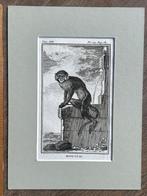 Talapoin / Dwergmeerkatten - Buffon 1770 aap / apen, Antiek en Kunst, Ophalen of Verzenden