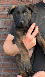 Mogen nu weg!✅Mechelse x Hollandse Herder Pups!, Dieren en Toebehoren, CDV (hondenziekte), 8 tot 15 weken, Meerdere, Meerdere dieren