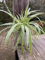 Graslelie - Chlorophytum comosum, Vaste plant, Bloeit niet, Halfschaduw, Ophalen