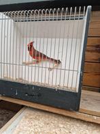 Rode kardinaal mannen., Dieren en Toebehoren, Vogels | Overige Vogels, Mannelijk, Geringd