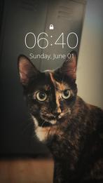 Lief poesje van 1 jaar oud, Dieren en Toebehoren, Katten en Kittens | Overige Katten, Poes