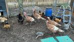 Rode ardenner haan te koop, Dieren en Toebehoren, Pluimvee, Meerdere dieren, Kip