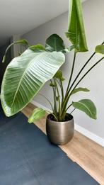 Strelitzia Nicolai 2.10 cm prachtige conditie, Huis en Inrichting, Kamerplanten, Ophalen, 200 cm of meer, Overige soorten, Halfschaduw