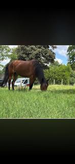 Lieve merrie, Dieren en Toebehoren, Juni, Vrouwelijk