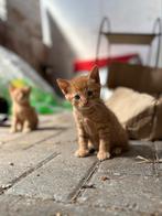 Kittens, Poes, 0 tot 2 jaar