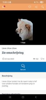 Chow chow NIET KOPEN!!, Dieren en Toebehoren, Dierenvoeding, Verzenden, Hond