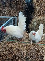 Serama zijdevederig haantje en hennetje wit, Dieren en Toebehoren, Meerdere dieren, Kip