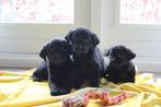 Geen verkoop en contact op Zondag, Parvo, 8 tot 15 weken, Labrador retriever, Meerdere