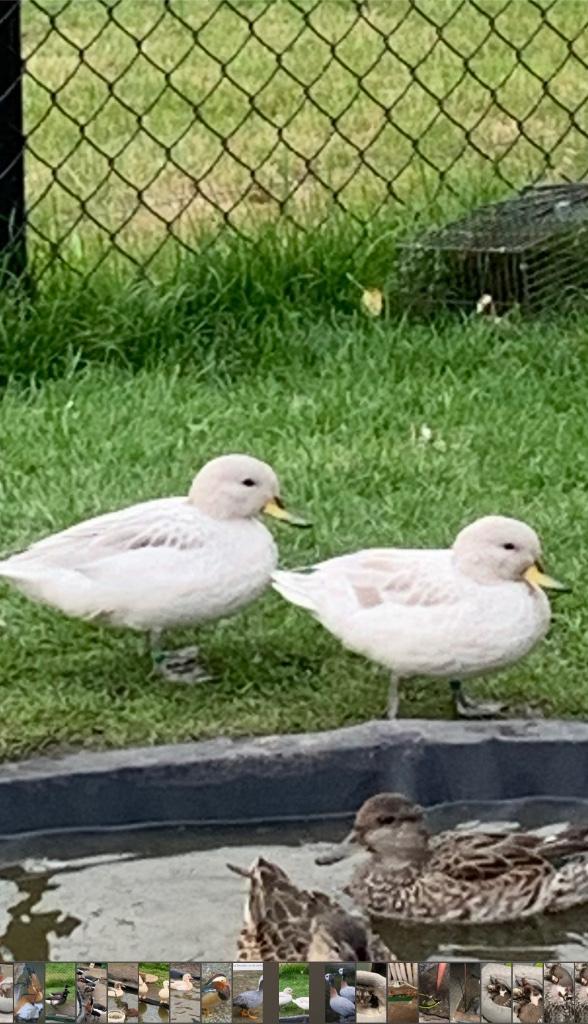 Verschillende soorten Siereenden, Dieren en Toebehoren, Pluimvee, Eend, Meerdere dieren