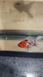 Sluierstaart goudvis, Dieren en Toebehoren, Vis