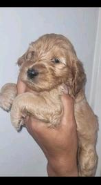 Cockapoo pups 4 weken oud 2 teefjes en 2 reutjes, Dieren en Toebehoren, Honden | Niet-rashonden, Parvo, 8 tot 15 weken, Meerdere