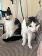 Huisje gezocht voor mijn 2 katten, Dieren en Toebehoren, Katten en Kittens | Overige Katten, Poes