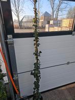 Hedera wooner, Ophalen of Verzenden, Bloeit niet, Klimplanten, Halfschaduw