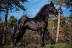 Friese merrie te koop, Dieren en Toebehoren, Paarden, Merrie, Dressuurpaard