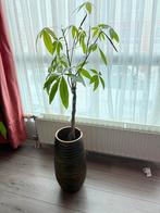 Pachira Aquatica (Watercacao) in pot, Ophalen, 100 tot 150 cm, Overige soorten, Halfschaduw
