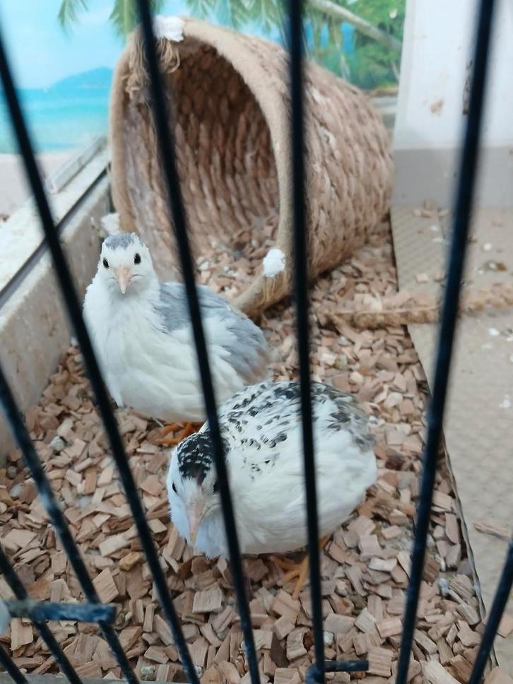 2 handtamme chinese dwergkwartels, Dieren en Toebehoren, Vogels | Overige Vogels, Meerdere dieren