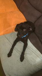 Dwergpoedel teef 2 met.pit zeer trouw zwart, Dieren en Toebehoren, Poedel, CDV (hondenziekte), 1 tot 2 jaar, Teef