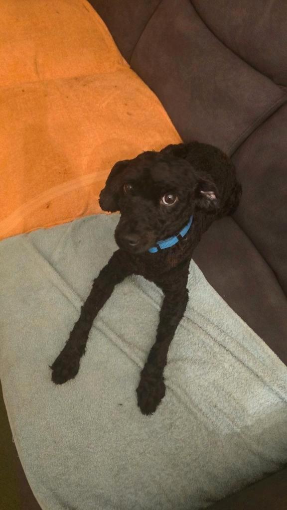 Dwergpoedel teef 2 met.pit zeer trouw zwart, Dieren en Toebehoren, Honden | Chihuahua's en Gezelschapshonden, Teef, Poedel, Particulier