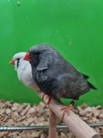 Te koop koppel charcoal x split charcoal masker, Dieren en Toebehoren, Vogels | Overige Vogels, Meerdere dieren