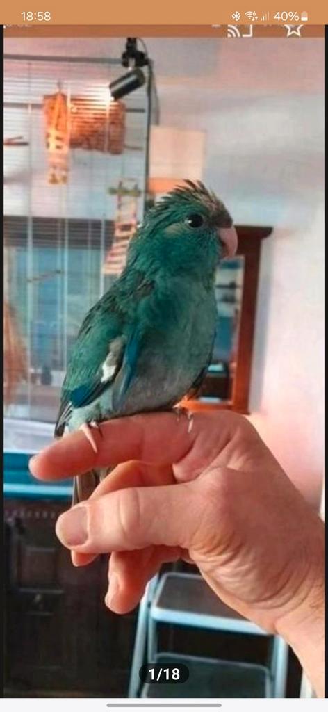 Baby kakariki tam geringd reserveren Parkiet  papagaai soort, Dieren en Toebehoren, Vogels | Parkieten en Papegaaien, Parkiet