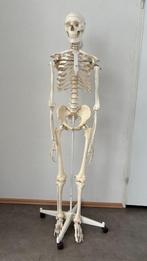 Levensgroot Menselijk skelet anatomie medisch, Diversen, Schoolbenodigdheden, Ophalen of Verzenden, Zo goed als nieuw