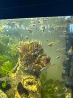 Guppen / guppies 12 voor 5 euro, Ophalen, Nieuw