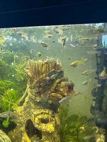 Guppen / guppies 12 voor 5 euro beschikbaar voor biedingen