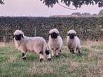 Walliser Schwarznase rammen volbloed, Dieren en Toebehoren, Schapen, Geiten en Varkens, Mannelijk, Schaap, 0 tot 2 jaar