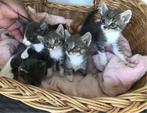 Schattige Boefjes, Meerdere dieren, 0 tot 2 jaar