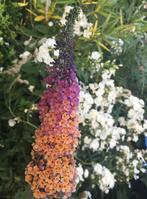 Flower power vlinderstruik prachtig en zeldzaam!, Ophalen of Verzenden, Zomer, Overige soorten, Volle zon