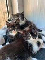 Prachtige Ragdoll-kittens te koop, Dieren en Toebehoren, Poes, Langharig, 0 tot 2 jaar