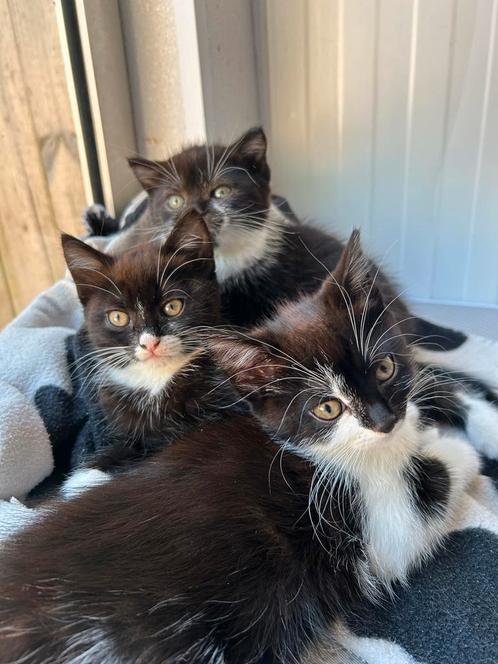 Prachtige Ragdoll-kittens te koop, Dieren en Toebehoren, Katten en Kittens | Overige Katten, Langharig, Poes, 0 tot 2 jaar