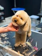 Lieve, vrolijke hond zoekt een nieuw thuis ️, Poedel, Reu, Eén hond, 3 tot 5 jaar