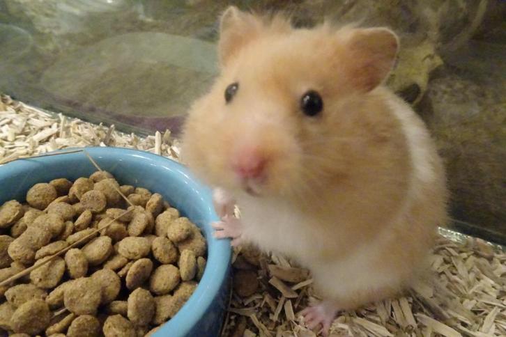 Hamsters, Dieren en Toebehoren, Knaagdieren, Meerdere dieren, Hamster, Augustus, Tam