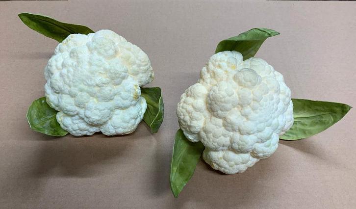 NIEUW Bloemkool dummy accessoires net echt twv € 35,00 st!, Huis en Inrichting, Keuken | Keukenbenodigdheden, Nieuw, Ophalen of Verzenden