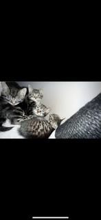 🐱7 schattige kittens aangeboden🐱vanaf 17 juli mogen ze weg, Dieren en Toebehoren, Katten en Kittens | Raskatten | Korthaar, Meerdere dieren
