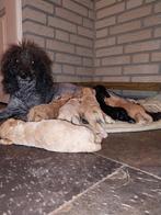 Cockapoo pups, Dieren en Toebehoren, Parvo, Overige rassen, 8 tot 15 weken, Meerdere