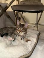 Kat 4 maanden, Dieren en Toebehoren, Katten en Kittens | Overige Katten, Poes
