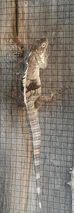 Ctenosaura palearis, Dieren en Toebehoren, Reptielen en Amfibieën, 0 tot 2 jaar