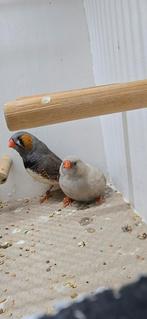 Koppels zebra choarcalxsplit, Dieren en Toebehoren, Vogels | Overige Vogels, Meerdere dieren, Tropenvogel, Geringd