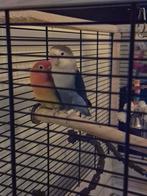 Agapornis mannetje en vrouwtje met kooi en toebehoren, Meerdere dieren, Dwergpapegaai of Agapornis