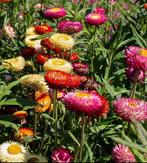 Helichrysum zaden (strobloemen), Ophalen of Verzenden, Voorjaar, Volle zon, Zaad