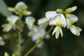 Styphnolobium japonicum Honingboom  beschikbaar voor biedingen