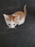 6 kittens geboren 22 mei, Dieren en Toebehoren, Katten en Kittens | Overige Katten
