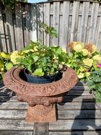 Prachtige  roze  herfst vaste plant  anemoon pot €2.-, Volle zon, Vaste plant, Herfst, Ophalen