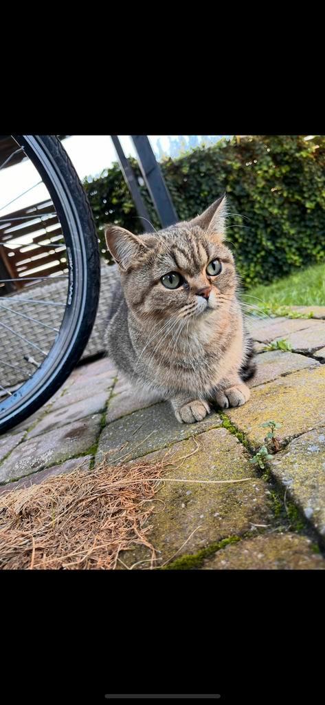 Lieve Britse korthaar poes, 3 jaar oud, Dieren en Toebehoren, Katten en Kittens | Raskatten | Korthaar, 3 tot 5 jaar
