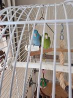 Koppel Forpussen incl kooi en accessoires, Dieren en Toebehoren, Vogels | Parkieten en Papegaaien, Meerdere dieren, Parkiet
