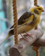 Kanarie Gloster, Geel, Bont, Rood etc., Dieren en Toebehoren, Vogels | Kanaries, Meerdere dieren, Kleurkanarie